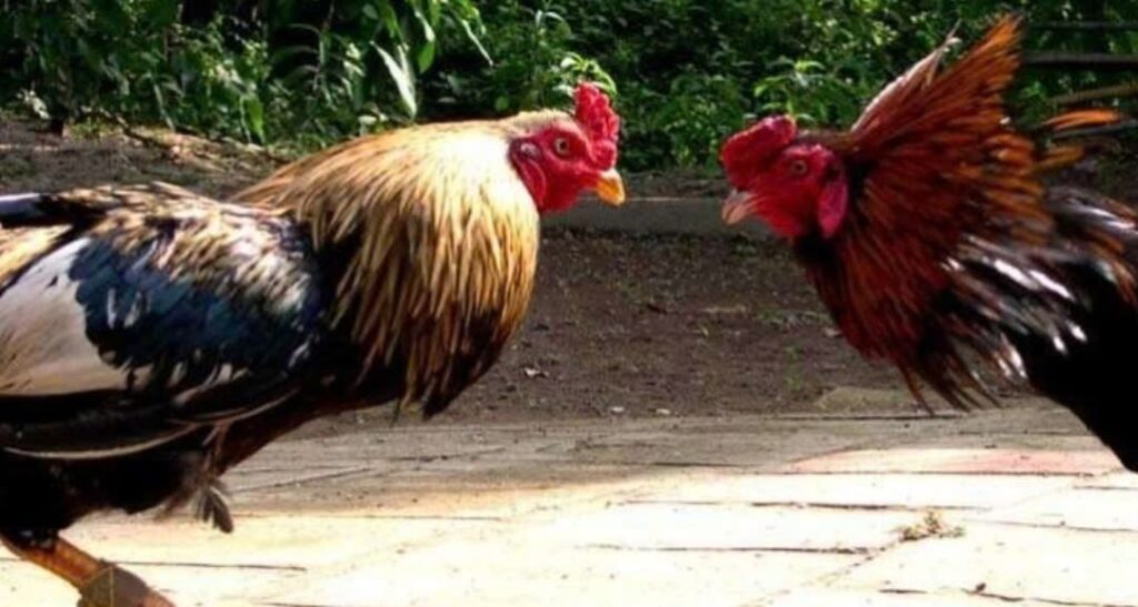 Đá Gà Cựa Sắt Vz99